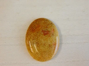 Cabochon in legno di palma fossile - Foto 1 di 6