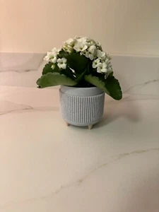 2.5 inch planter pot customizable - Picture 1 of 7