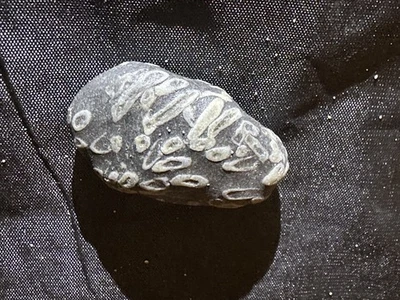 A beautiful sedimentary rock packed with fossils 🎁 Buy one, get one free - Image 1 of 4