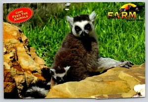 Postkarte Ringschwanzlemur Walnut Creek Farm Lemur Catta - Bild 1 von 2