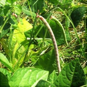 Iron and Clay Cowpea Seeds | Southern Field Pea Zipper Brown Crowder Seed 2022