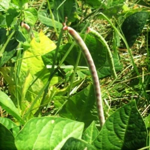 BULK Iron and Clay Cowpea Seeds | Southern Field Pea Cover Wholesale Seed 2024 - Picture 1 of 10