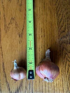 Five ( 5 ) Perennial Walking Onion, 1 - 2 Inch Long(Allium × proliferum) - Picture 1 of 5