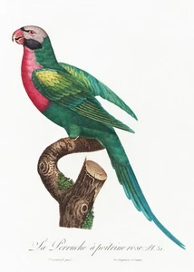 Pl No. 51 Red-Breasted Parakeet History of Parrots by Francois Levaillant Repro - Foto 1 di 2