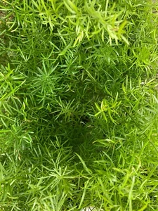 Three Indoor Ferns (Asparagus Fern) 12cm Pot Free UK Post - Picture 1 of 1