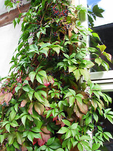 Wilder Wein Parthenocissus quinquefolia Sommerblüher Herbstfärbung 40-60cm 
