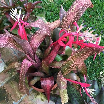Billbergia PINK CHAMPAGNE Bromeliad one tropical plant *TALL* - Image 1 of 4