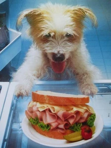 DIVERTIDA TARJETA DE CUMPLEAÑOS "¡Mayo tus sueños se hacen realidad!" AVANTI TERRIER PERRO con SÁNDWICH - Imagen 1 de 1