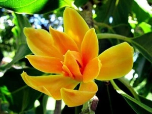 20 Yellow Butterfly Magnolia Seeds Yulan Magnolia Seed Tree Tulip Lily Flower - Picture 1 of 4