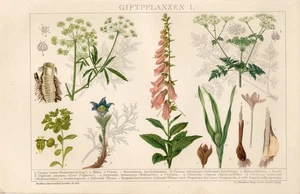 1895 GIFTPFLANZEN COWBANE PASQUEFLOWER FOXGLOVE GIFT HEMLOCK Chromol.Druck - Bild 1 von 1