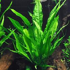 BUY 2 GET 1 FREE Java Fern Microsorum Pteropus Potted Plant Live Aquarium Plants