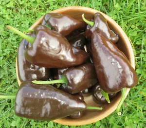 50+ MULATO ISLENO PEPPER SEEDS NON-GMO FRESH FOR YOUR GARDEN - Picture 1 of 10