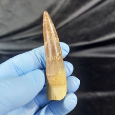 3.4" Big Spinosaurus Tooth Rare Fossil Dinosaur teeth reptile mosasaurus KEM KEM