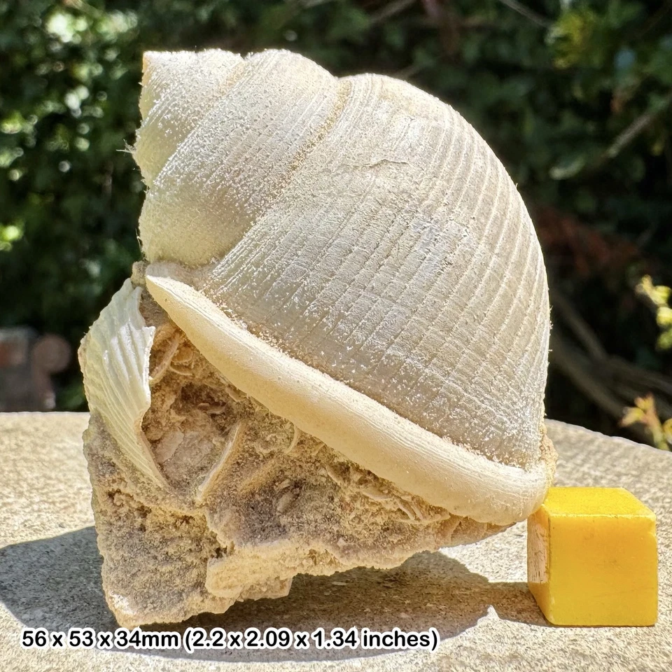 French Miocene Gastropod Fossil - Miocene - France - Genuine with Certificate - Image 1 of 3