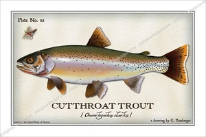 Trout,Cutthrout,Fly,Fishing,Flies,fish,Angler,lure,reel,Salmon,river,fly - Picture 1 of 11