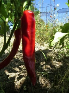 San José Chile - golosina picante - Imagen 1 de 1