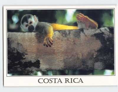 Postcard Squirrel Monkey Costa Rica - Image 1 of 2