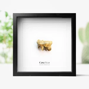 Marco de caja de oso cueva dinosaurio real fósil decoración del hogar diseño de interiores adorno - Imagen 1 de 4