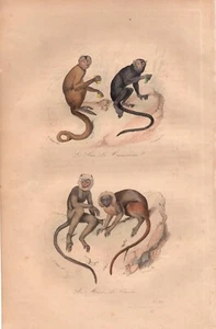 Stampa antica SCIMMIE CEBO TAMARINO SCIMMIA LEONINA Buffon 1853 Antique print - Picture 1 of 1
