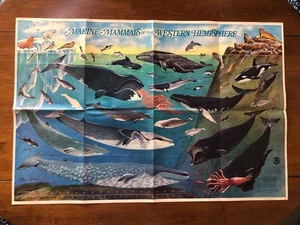 Vintage Meeressäuger der westlichen Hemisphäre Poster 24"x36" 1975 NOAA - Bild 1 von 6