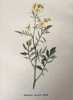 Antique Print 1902 | Creeping Yellow Cress | Hulme British Wildflower - Image 1 of 4