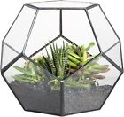 Small Plants Terrarium Planter - 5.9 Inches Pentagon Geometric Glass Terrariu...