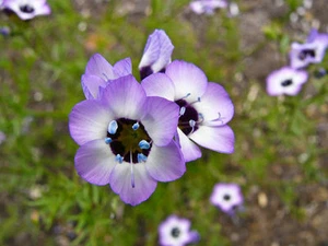 Ojo de pájaro - 50 semillas - Gilia tricolor - ¡AROMA CHOCOLATE! - Z 014 - Imagen 1 de 1