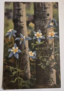Vintage unbenutzte Leinen Postkarte Colorado Columbines State blaue Blumen T9 - Bild 1 von 3
