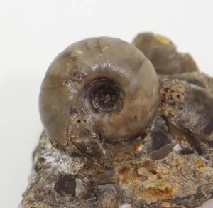 Ammonite, Juvenites spathi, Trias, Spathien, Crittenden Springs, Nevada, USA-L437 - Foto 1 di 5