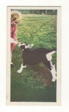 National Pets 1961. #32 Goat Kid