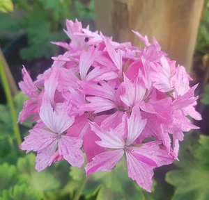 Harpers Aurora Stellar Pelargonium x 1 Plant ----------------- Geranium - Picture 1 of 4