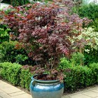 Acer Japanese Maple Collection 3 plants in 3 colours 20cm tall