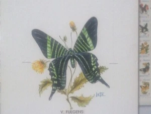 O) 1963 - 1964, MEXICO, ARTWORK, TUBERCULOSIS - TBC, INSECT - V. FULGENS BUTTER - Picture 1 of 1