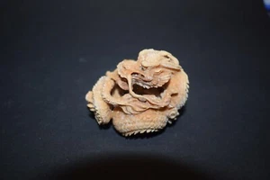 faujący smok, Japonia, orzech taguana, drobno ażuałowy rzeźbiony, 53mm - Zdjęcie 1 z 3
