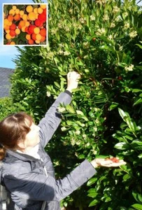 Erdbeer - Baum schnellwüchsige Pflanze, aus Nachhaltigem Anbau Set winterhart - Bild 1 von 3