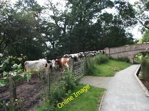 Photo 12x8 Waiting for milking time Garth\/SJ2542 The black and white cows c2012 - Picture 1 of 1