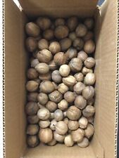 SC Hickory Walnuts in Shell 8-10 lbs. Full  Box ,Eat & Bake , Feed Small 2023