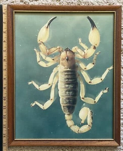 Vintage 12"x15" Framed PHOTOGRAPH of a SCORPION - Canvas Paper/READY-to-HANG** - Picture 1 of 2