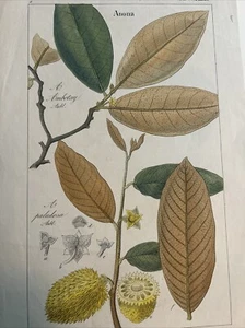 DIETRICH, David Nathaniel Friedrich: Flora Universalis 1831-1861. Anona - Bild 1 von 8