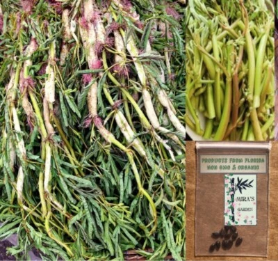 20 Semillas Orgánicas Rau nhut, Mimosa de Agua, Planta Sensible Foto 1 de 2