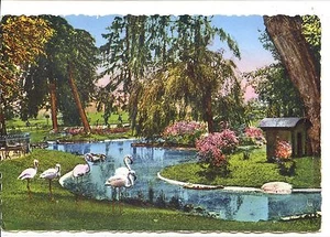 CP 03 ALLIER - Vichy - Le Bassin des Cygnes et les Flamands colorisés - Picture 1 of 1