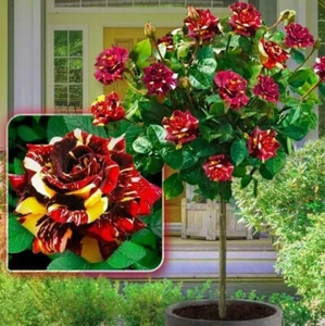 2x Standard Rose Trees RARE Flowers Hardy Garden Patio Plants BARE ROOT 2-3ft - Picture 1 of 2