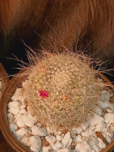 Old Lady Cactus Mammillaria hahniana - Hairy Succulent Red/Pink Blooms - Picture 1 of 3