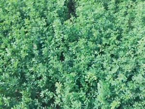 SEMI Erba Medica Medicago sativa varietà GARISENDA S.i.s più sfalci - Foto 1 di 1
