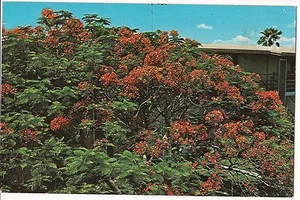 ROYAL POINSETTIA TREE Rio Grande Valley of TX Postcard TEXAS Red Flowers KOPPEL - Picture 1 of 2