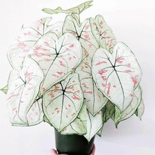 100x Caladium Graines De Fleurs Mixte Thaïlande Rare Vivace Jardin Maison Plante