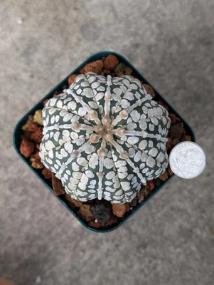 Astrophytum Asterias cv Superkabuto V type f Star shape, 2.75" pot shown - Image 1 of 4