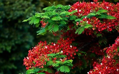 10 Graines de Flamboyant, Delonix Regia, Poinciana Regia, Flame Tree seeds