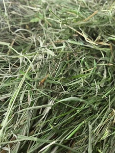 Heu fein & blattreich * 2. Schnitt * garantiert sehr grün (ca. 16kg) - Bild 1 von 3