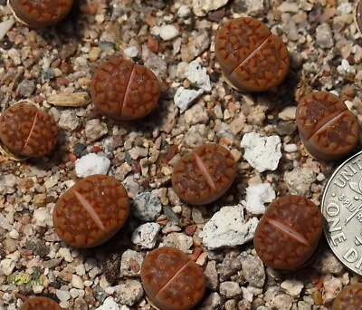Plant -one-Lithops hallii  Abrahamsdam C142A - Image 1 of 3